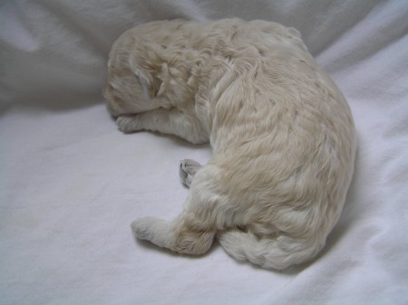 BOREAS Dorly Snowflake Fell 10. den